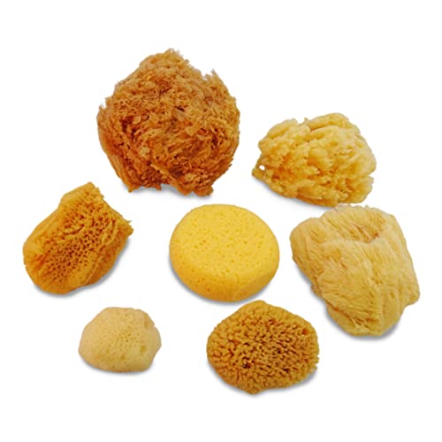 Natural Sea & Synthetic Sponges 7pk, Assorted Sizes, Painting & Crafts