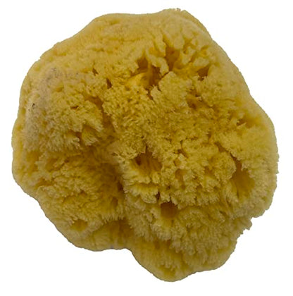 Natural Yellow Grass Sea Sponge 5-6 in Large Bath Shower Artist Painting - style: Yellow Grass 5-6 Inch