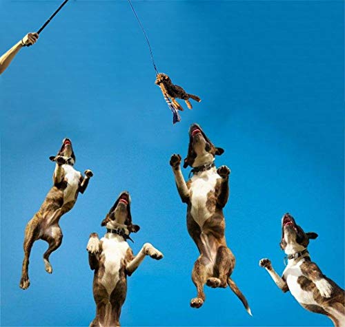 ASOCEA Dog Extendable Teaser Wand Pet Flirt Stick Pole Puppy Chasing Tail Interactive Toy for Small Medium Large Dogs Training Playing Exercise - color: Black
