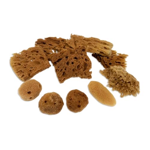 Natural Sea Sponges 10pk for Artists, 2"-4" Unbleached, Painting & Crafts