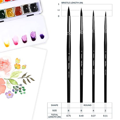 ARTEGRIA Watercolor Brush Set, 4 Pointed Round Brushes, Sizes 2, 4, 6, 8