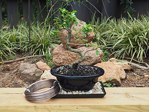 Anodized Aluminum 3.0mm Bonsai Training Wire 250g Large Roll (40 feet) - Choose Your Size and Color (3.0mm, Brown) - color: Brown, size: 3.0mm
