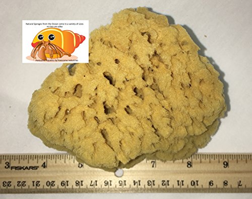 Natural Yellow Grass Sea Sponge 5-6 in Large Bath Shower Artist Painting - style: Yellow Grass 5-6 Inch