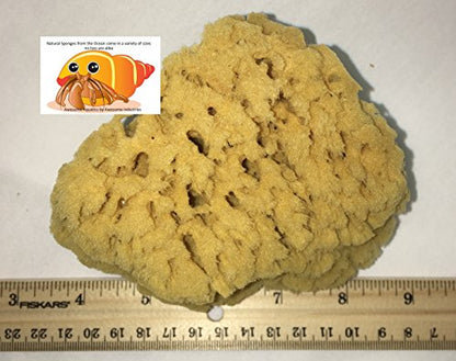 Natural Yellow Grass Sea Sponge 5-6 in Large Bath Shower Artist Painting - style: Yellow Grass 5-6 Inch