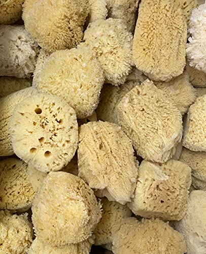 Natural Yellow Grass Sea Sponge 5-6 in Large Bath Shower Artist Painting - style: Yellow Grass 5-6 Inch